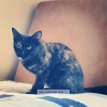 Photo 2/2 Calliope Chat lost in Wyandotte