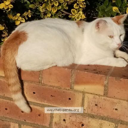 Photo 1/1 Blanco Chat lost in Saumur