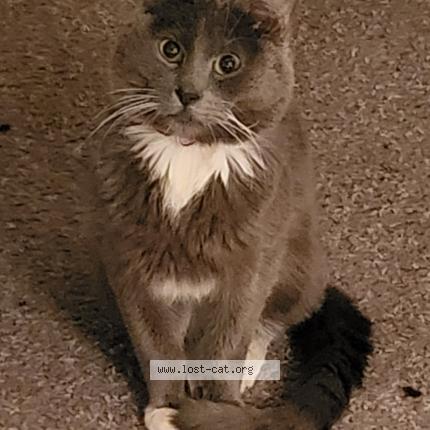 Picture of cat lost at Athens