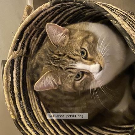 Foto 1/1 Kat teruggevonden Vermist in Grivegnee