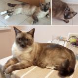 Picture of cat lost at Sainte Marie Lapanouze