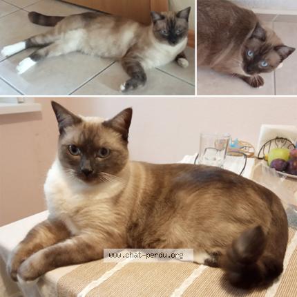 Photo 1/1 Marcel Chat lost in Sainte marie lapanouze