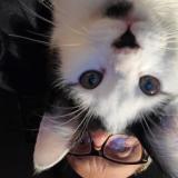 Picture of cat lost at Saint Symphorien Sur Coise