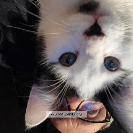 Photo 1/1 Cat reunited Lost in Saint symphorien sur coise