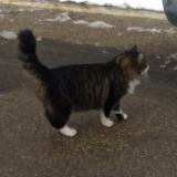 Picture of cat lost at St Symphorien Sur Coise