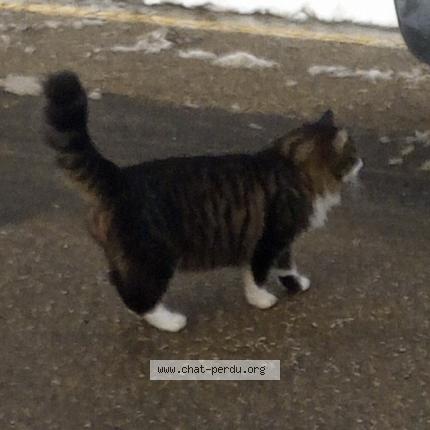 Photo 1/1 Cat reunited Lost in St symphorien sur coise
