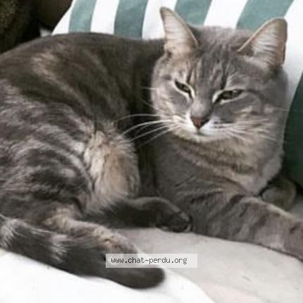 Photo 1/1 Groot Chat lost in Begles