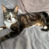 Picture of cat lost at Antibes