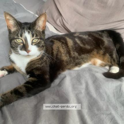 Photo 1/3 Gigi Chat lost in Antibes