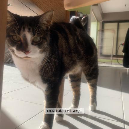 Photo 2/3 Gigi Chat lost in Antibes