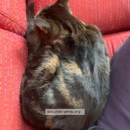 Photo 3/3 Gigi Chat lost in Antibes