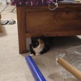 Picture of cat lost at Grenoble