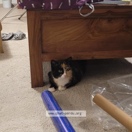 Photo 1/1 Bibou Chat lost in Grenoble