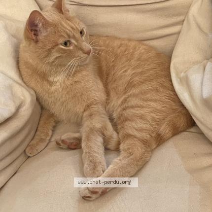 Photo 1/1 Petit boucan Chat lost in Marseille