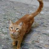 Picture of cat found at Pezenas