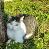 Picture of cat lost at Dampierre Sur Boutonne