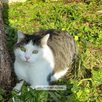 Photo 1/1 minou Chat lost in Dampierre sur boutonne