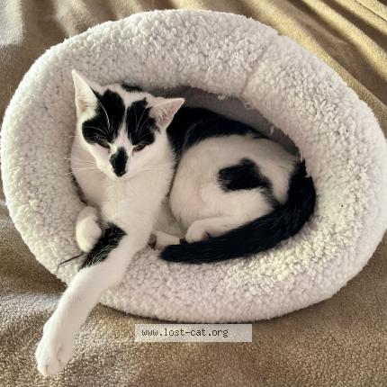 Photo 1/1 Reunited cat Lost in Chicago