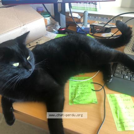 Photo 1/1 Loki Chat lost in Mazieres de touraine