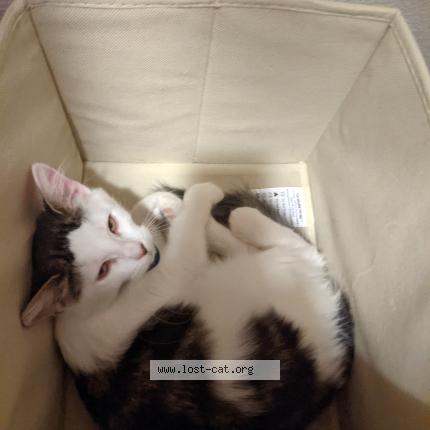 Photo 1/1 Reunited cat Lost in Pendleton Indiana