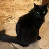 Picture of cat lost at Domont