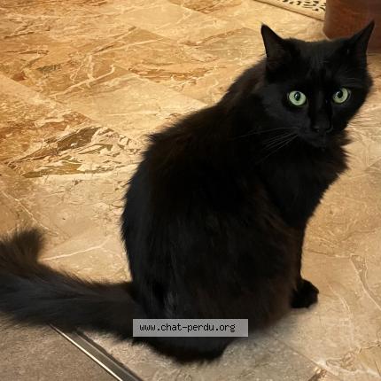 Photo 1/1 Eren Chat lost in Domont