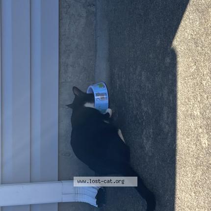 Picture of cat found at Desloge