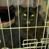 Picture of cat lost at St Simeon De Bressieux