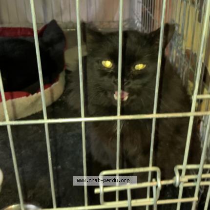 Photo 1/1 Cat reunited Lost in St simeon de bressieux