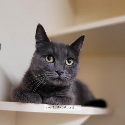 Photo 1/1 Reunited cat Lost in Spokane