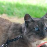 Picture of cat lost at Argol