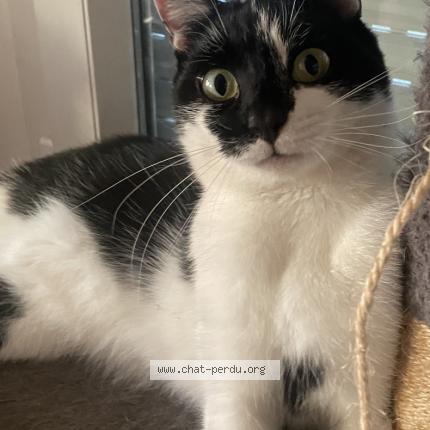 Photo 1/1 Cat reunited Lost in Hallennes lez haubourdin