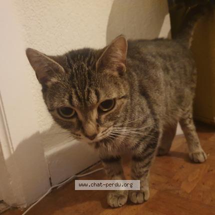 Foto 1/1 Kat teruggevonden Vermist in Berchem Sainte Agathe