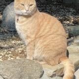 Picture of cat lost at Brenles