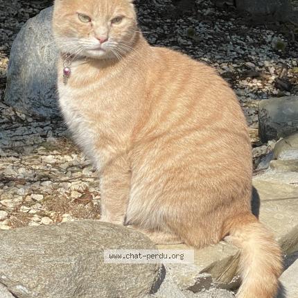 Photo 1/1 Stanley Chat lost in Brenles