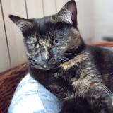 Picture of cat lost at Yerres