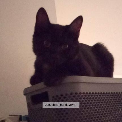 Photo 1/1 Cat reunited Lost in Campagne