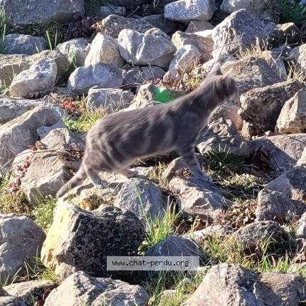 Photo 1/1 Cat reunited Found in Franqueville saint pierre