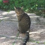 Picture of cat lost at Toulouse