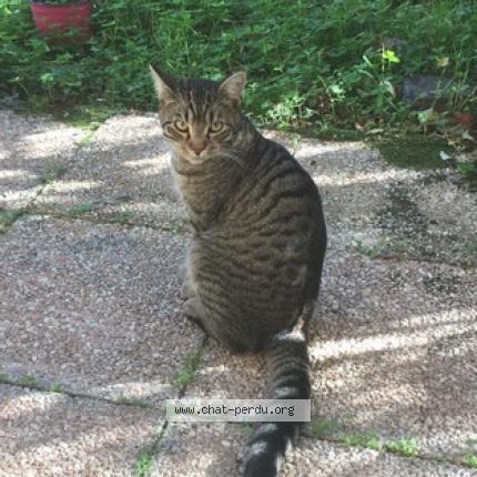 Photo 1/1 Ouistiti Chat lost in Toulouse