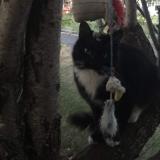 Picture of cat lost at Beziers