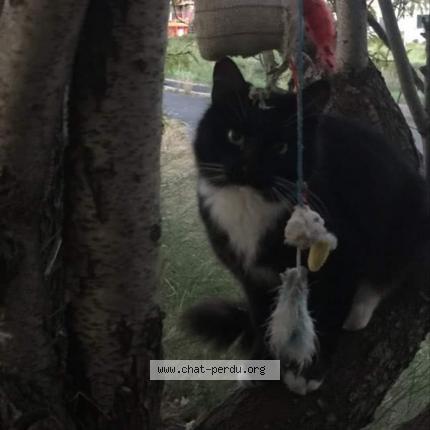 Photo 1/1 Moon Chat lost in Beziers