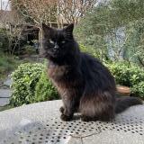 Picture of cat lost at Bordeaux