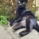 Picture of cat lost at Langoiran