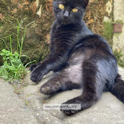 Photo 1/1 Hela Chat lost in Langoiran