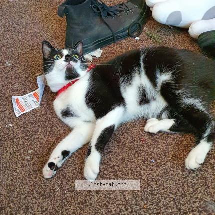 Photo 1/1 Billy Jones Chat lost in Preston