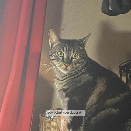 Foto 1/1 Wiedergefundene Katze Verloren in Tannay