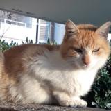 Picture of cat found at Marseille