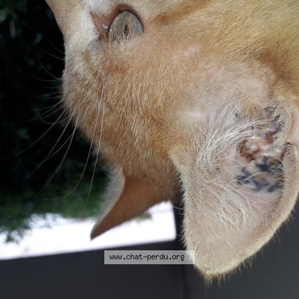 Photo 3/3 Found cat Found in Marseille