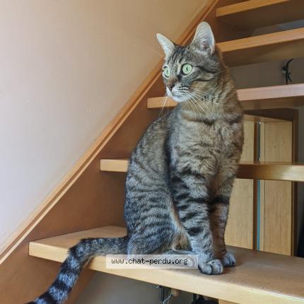 Foto 1/1 Kat teruggevonden Vermist in Overijse